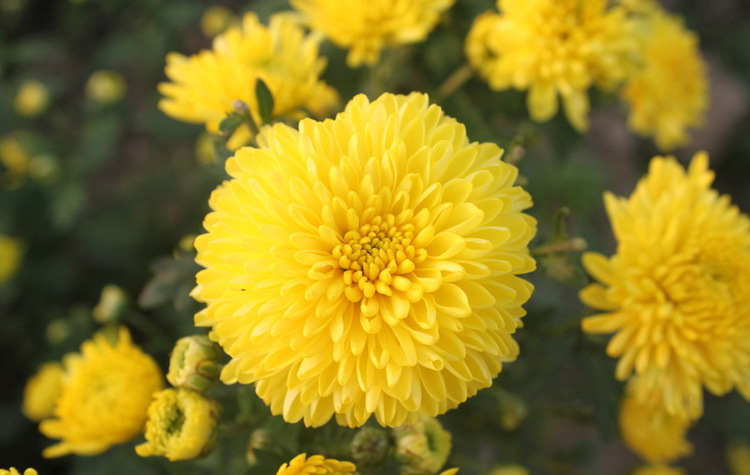 Golden Chrysanthemum Tea championherbs.com